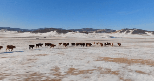 Cattle walking on snowy terrain