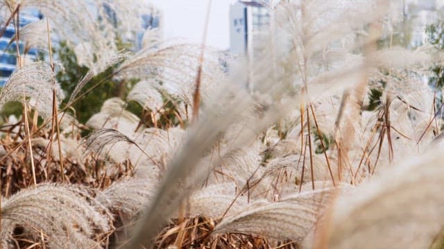 도심 건물 근처에서 흔들리는 억새풀