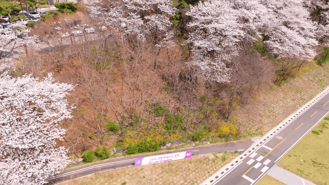Cherry blossoms along a scenic road