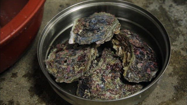 금속 그릇에 담기는 신선한 굴