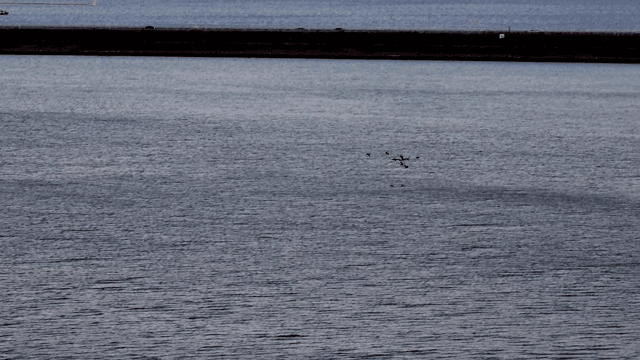 Birds flying over the sea near a city