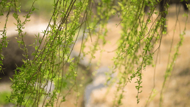 Branches with green leaves swaying in wind