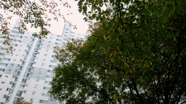 High-rise apartments visible beyond trees