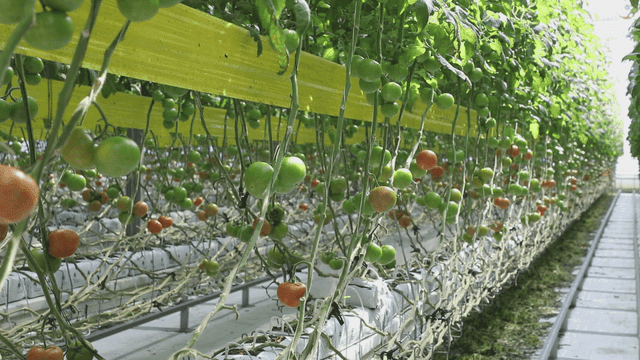 토마토 식물이 줄지어 있는 온실