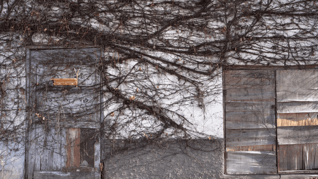 매마른 덩굴로 덮인 오래된 건물