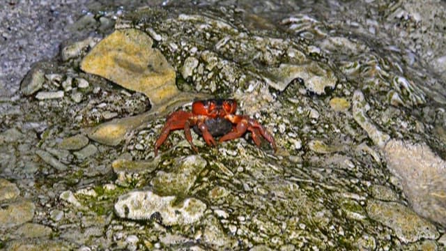 Crab on the Rocky Shore