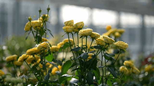 Yellow roses blooming in garden