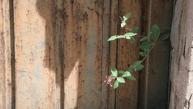 Flowers growing against rusty wall