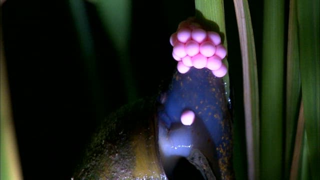 Freshwater snail laying eggs on green leaves at night