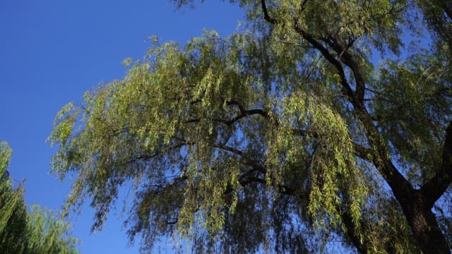 Leaves and trunks of a large willow tree under a clear sky