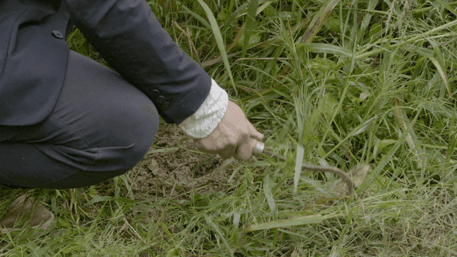 Person in suit digging grass with hoe