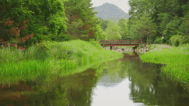 비오는 날의 울창한 숲으로 둘러싸인 하천