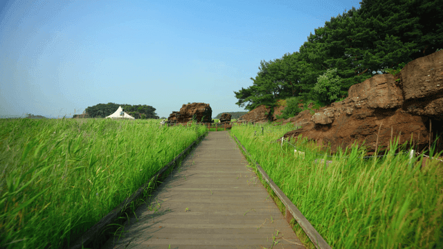Wooden path crossing grass,