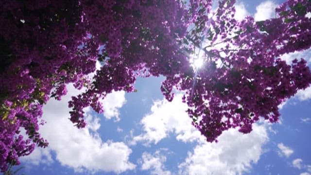 햇살 가득한 하늘 아래 핀 분홍색 꽃