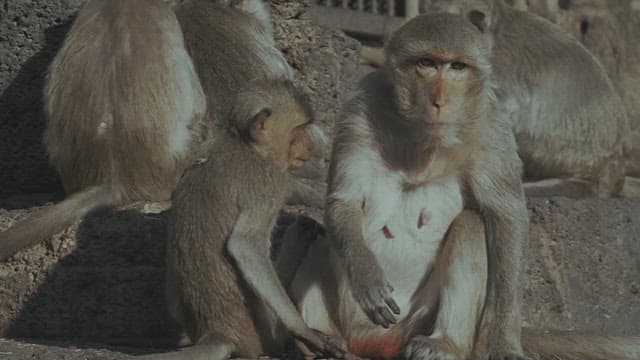 Monkeys Playing on a Stone Structure in Ancient Temple