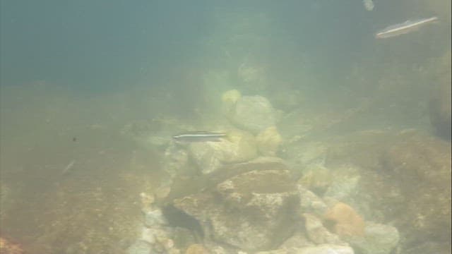 물 속을 헤엄치는 작은 물고기들