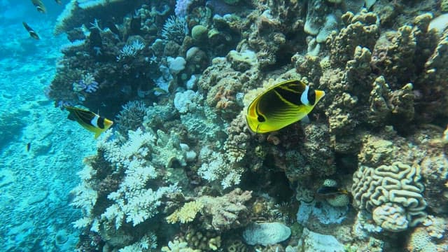 열대어가 있는 다채로운 산호초