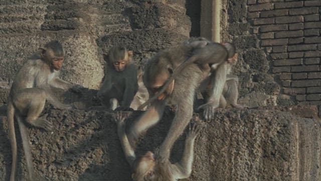 Monkeys interacting and playing on ancient stone ruins