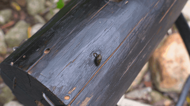 나무 표면 위의 작은 달팽이