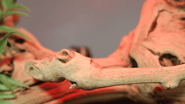Lizard on tree branch under red light