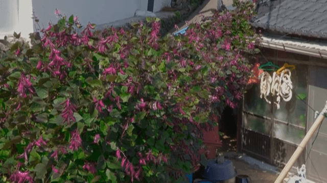 집 근처에 피어있는 보라색 꽃