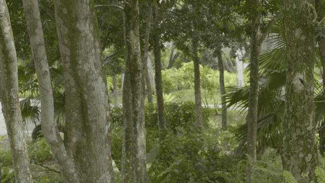 무성한 숲을 달리는 사람