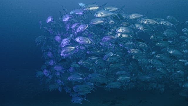 Horse Mackerels Swimming in a Group