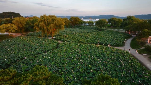 산책로가 있는 넓은 연꽃밭