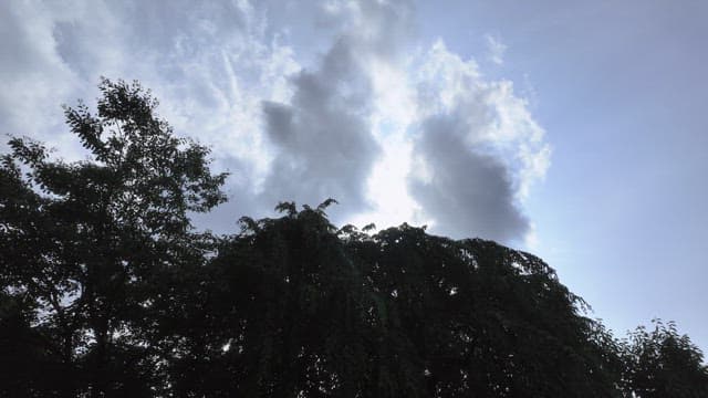 Bright sky shining through the lush green leaves of the trees