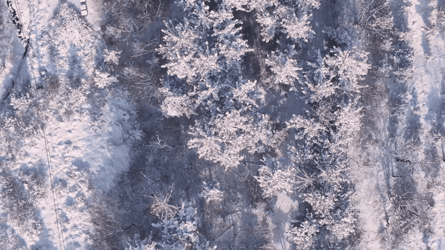 Snow-covered forest in winter