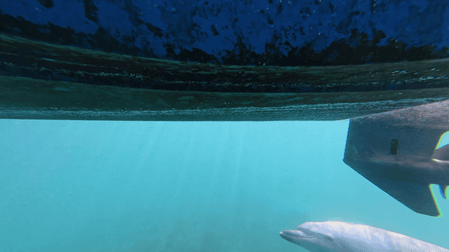 Dolphins swimming near boat's propeller