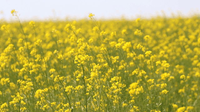 노란 꽃들이 부드럽게 흔들리는 들판