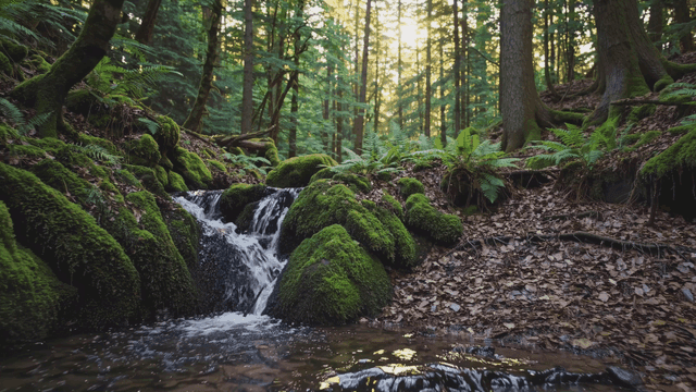 Quiet forest with small stream