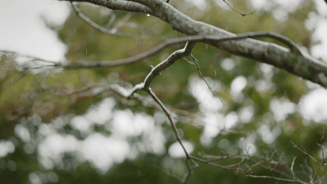 Branch in forest on rainy day