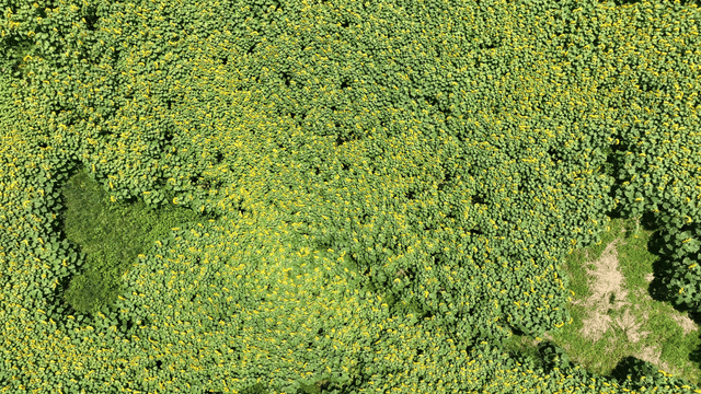 Aerial view of a dense sunflower field