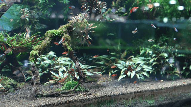 Aquarium with colorful fish