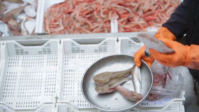 시장에서의 물고기 무게 측정 과정