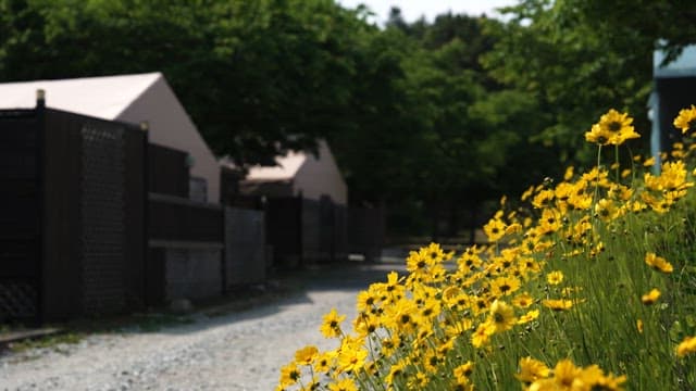 Yellow Flowers Blooming on the Roadside and Swaying