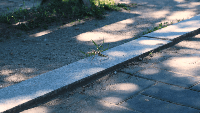 햇빛이 비치는 길 위의 사마귀