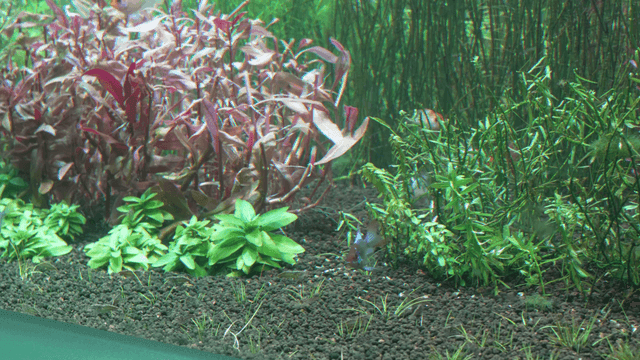 Fish swimming among water plants