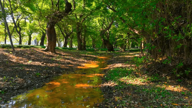 Dense forest of green trees and stagnant water