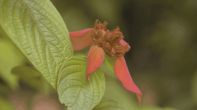 꽃이 핀 무사엔다