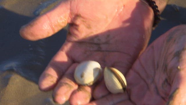 Collecting Clams by the Seashore