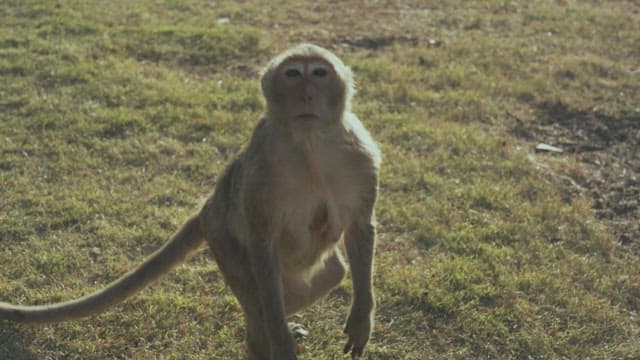 풀밭에 서 있는 원숭이
