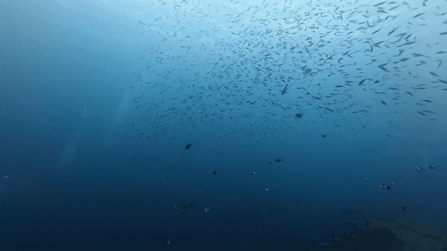 Vibrant underwater sea full of fish