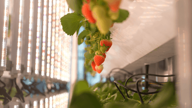 Strawberries growing in a vertical farm