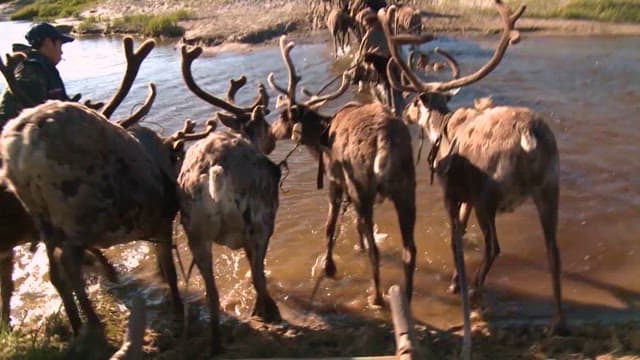 Reindeer Herding Across a Shallow River and Herder