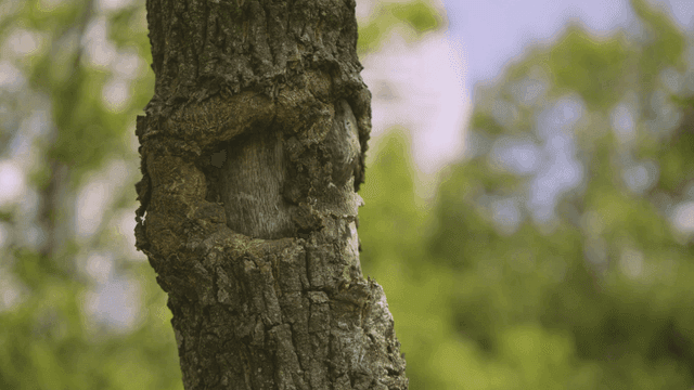 Close-up of a tree trunk with textured bark