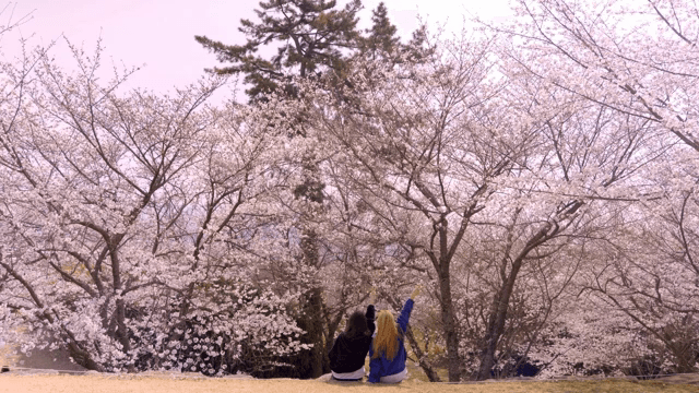 벚꽃 아래 앉아 있는 두 사람