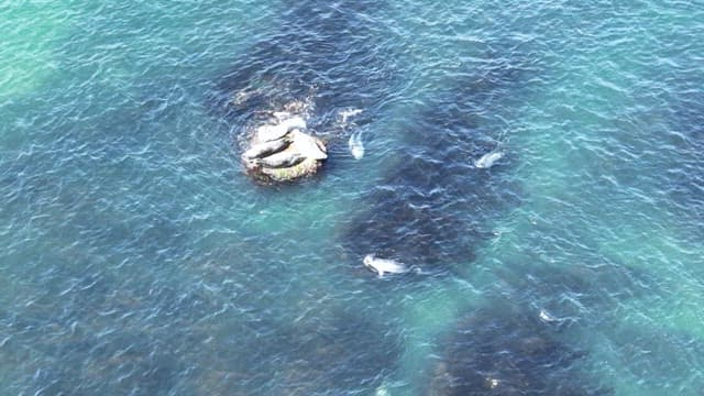 Seals resting on rock in the ocean and swimming